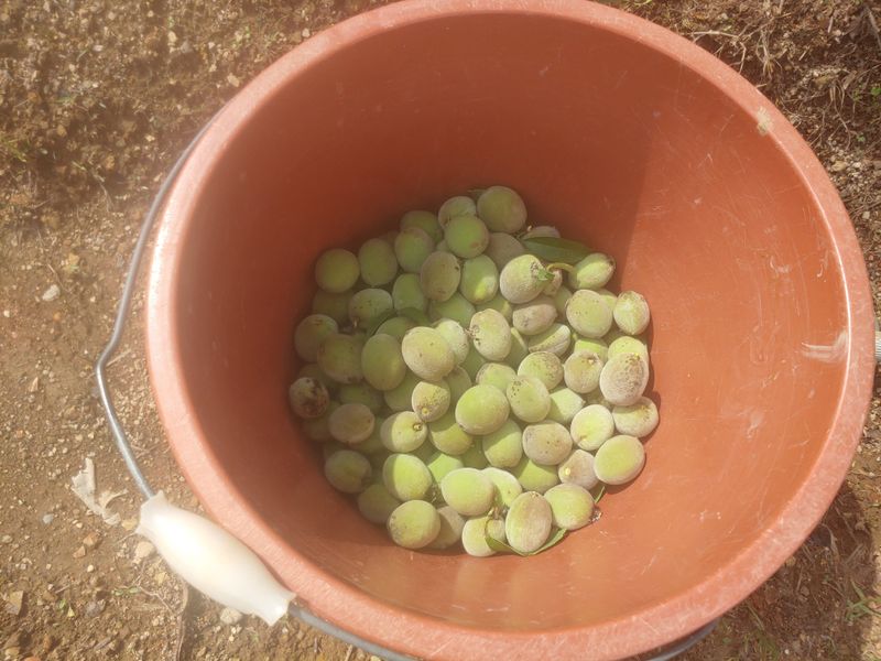 _고성농장님의 장터 판매 상품 [돌(개)복숭아] 첨부 사진