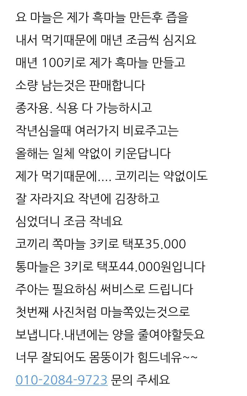삼성농산님의 장터 판매 상품 [(완료)코끼리마늘 종자.식용판매] 첨부 사진