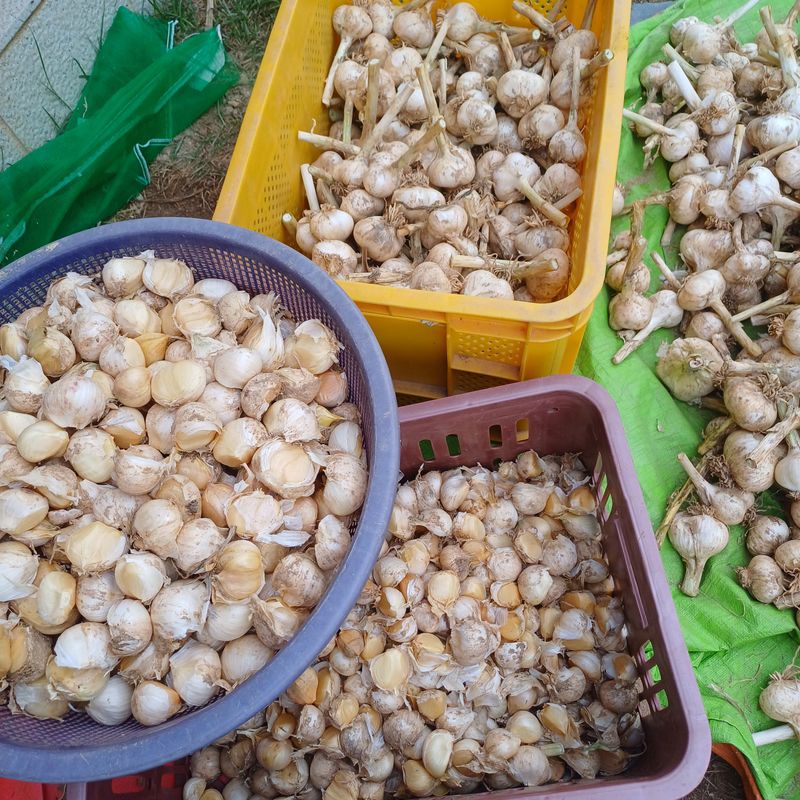 삼성농산님의 장터 판매 상품 [(완료)코끼리마늘 종자.식용판매] 첨부 사진