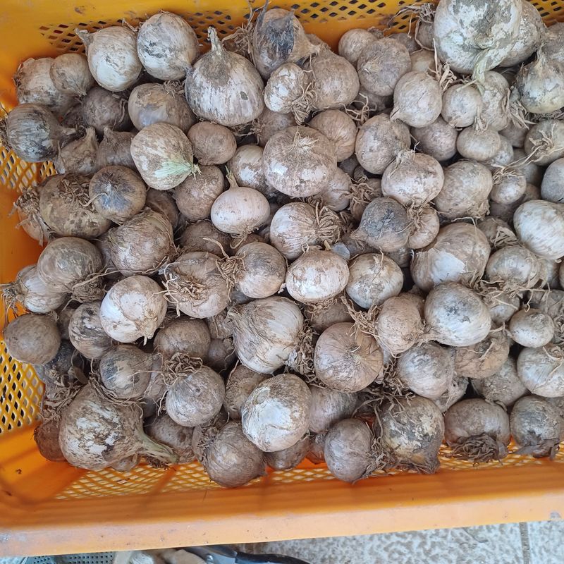 삼성농산님의 장터 판매 상품 [(완료)코끼리마늘 종자.식용판매] 첨부 사진