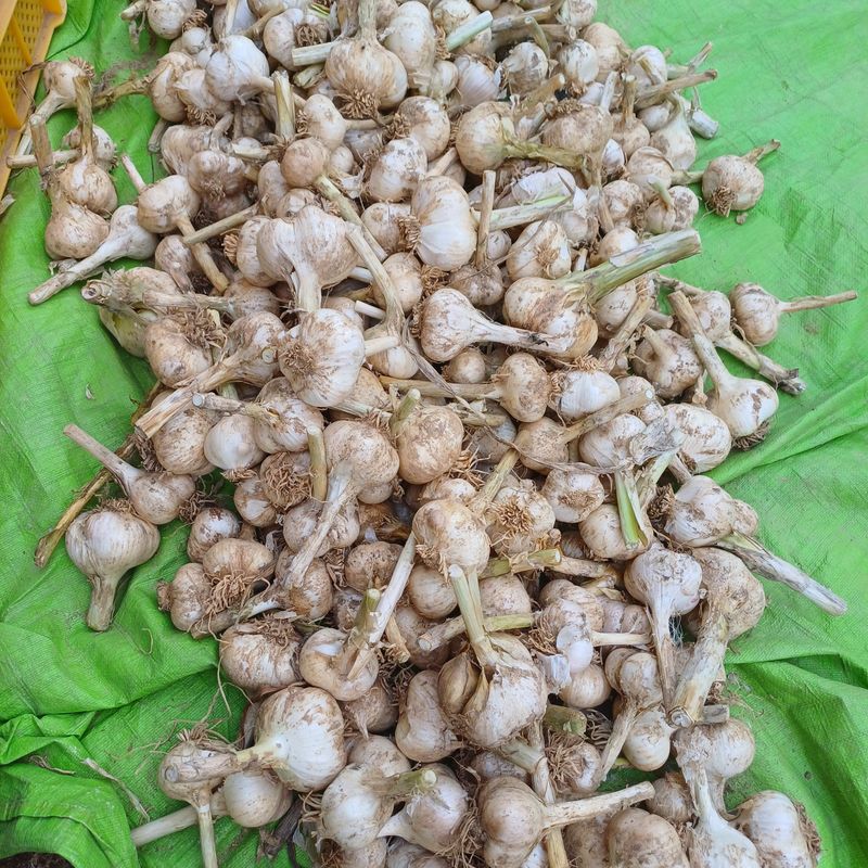 삼성농산님의 장터 판매 상품 [(완료)코끼리마늘 종자.식용판매] 첨부 사진