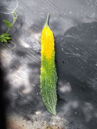 열매팜님의 기타작물 · 병해충상담 작성글 사진