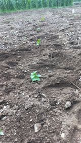 팜모닝 들깨·영농일지 게시글 이미지