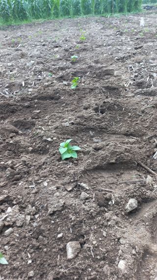 권순일님의 들깨 · 영농일지 작성글 사진