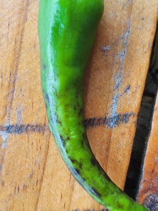 풀빛정원님의 고추 · 병해충상담 작성글 사진