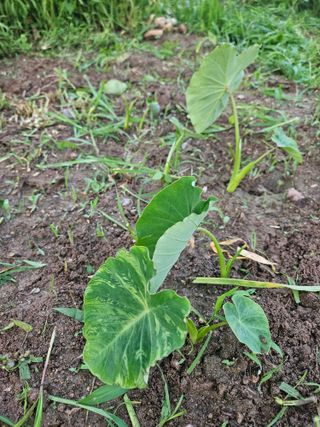 예담농원(민경진)님의 기타작물 · 영농일지 작성글 사진