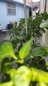 팜모닝 고추·영농일지 게시글 이미지