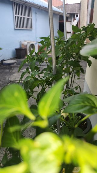 조동식님의 고추 · 영농일지 작성글 사진