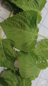 팜모닝 들깨·병해충상담 게시글 이미지