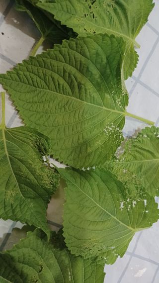 포도9621님의 들깨 · 병해충상담 작성글 사진