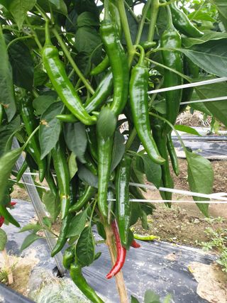 김화연님의 자유주제 · 자유게시판 작성글 사진