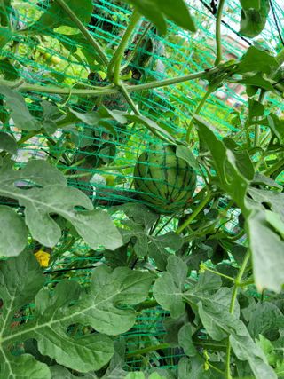 동읍새날농장님의 기타작물 · 영농일지 작성글 사진