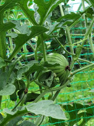 동읍새날농장님의 기타작물 · 영농일지 작성글 사진