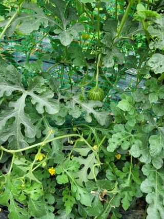 동읍새날농장님의 기타작물 · 영농일지 작성글 사진