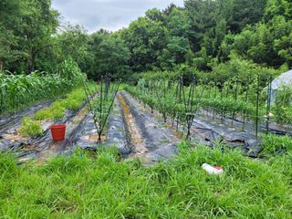 동읍새날농장님의 기타작물 · 영농일지 작성글 사진