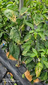 팜모닝 고추·병해충상담 게시글 이미지