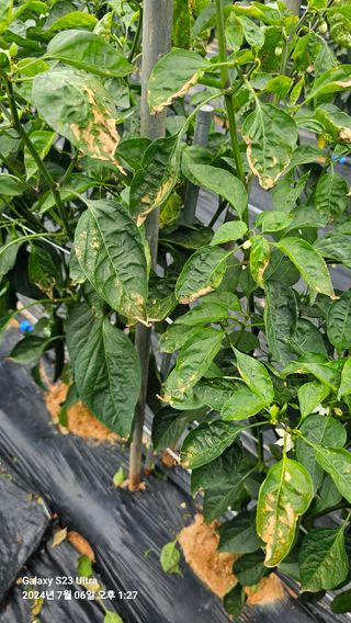 카케리어님의 고추 · 병해충상담 작성글 사진