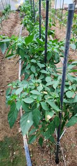 팜모닝 자유주제·자유게시판 게시글 이미지