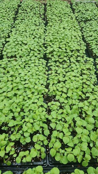 이후성님의 🍉여름을 나는 방법 · 참여글 작성글 사진