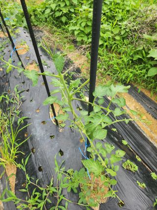 도깨비윤샘 님의 자유주제 · 자유게시판 작성글 사진