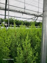 팜모닝 자유주제·자유게시판 게시글 이미지