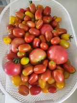 팜모닝 🍉여름을 나는 방법·참여글 게시글 이미지