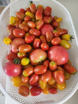 낙엽교목류13198님의 🍉여름을 나는 방법·참여글 작성글 사진