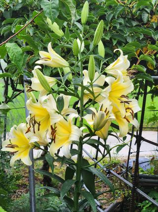 낙엽교목류13198님의 🍉여름을 나는 방법 · 참여글 작성글 사진