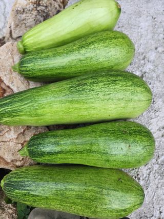 낙엽교목류13198님의 🍉여름을 나는 방법 · 참여글 작성글 사진