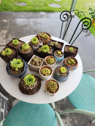 낙엽교목류13198님의 🍉여름을 나는 방법 · 참여글 작성글 사진