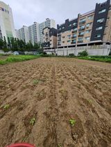 팜모닝 들깨·영농일지 게시글 이미지