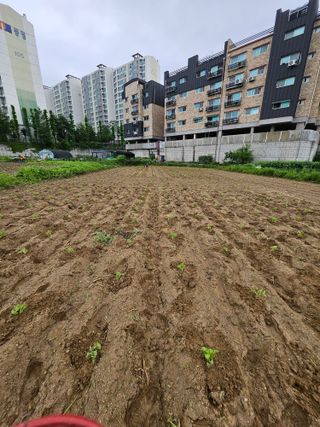 영진농장님의 들깨 · 영농일지 작성글 사진