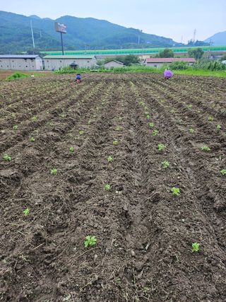 영진농장님의 들깨 · 영농일지 작성글 사진