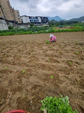 영진농장님의 들깨 · 영농일지 작성글 사진