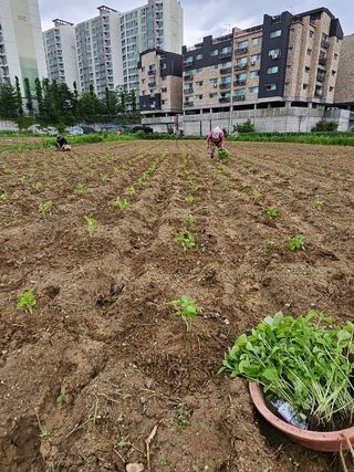 영진농장님의 들깨 · 영농일지 작성글 사진