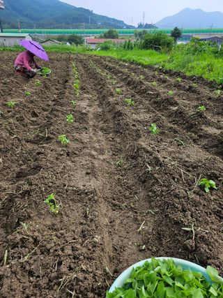 영진농장님의 들깨 · 영농일지 작성글 사진