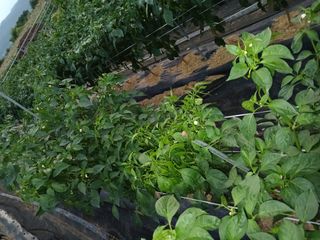 김관식님의 자유주제 · 자유게시판 작성글 사진