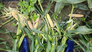 김제일주농장님의 자유주제 · 자유게시판 작성글 사진