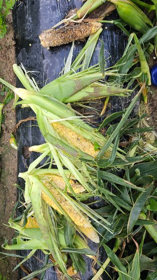 김제일주농장님의 자유주제 · 자유게시판 작성글 사진