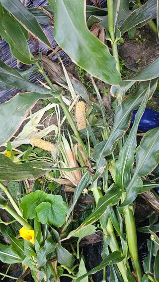 김제일주농장님의 자유주제 · 자유게시판 작성글 사진