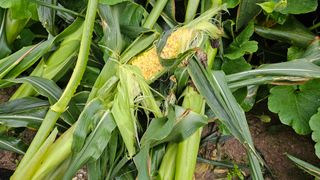 김제일주농장님의 자유주제 · 자유게시판 작성글 사진