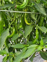 팜모닝 자유주제·자유게시판 게시글 이미지