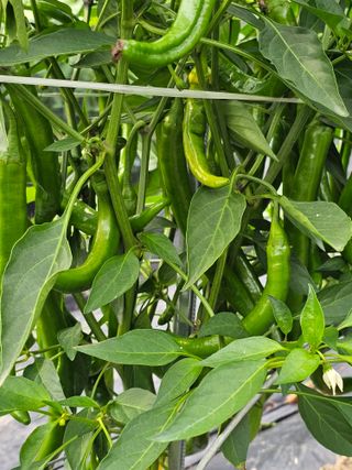 초짜농부님의 자유주제 · 자유게시판 작성글 사진