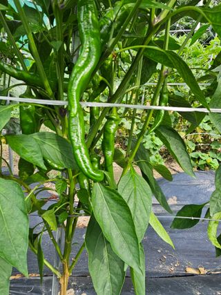 초짜농부님의 자유주제 · 자유게시판 작성글 사진