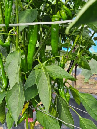 초짜농부님의 자유주제 · 자유게시판 작성글 사진