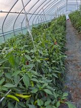 팜모닝 자유주제·자유게시판 게시글 이미지