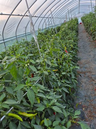 김혜순님의 자유주제 · 자유게시판 작성글 사진