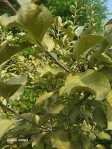 팜모닝 사과·병해충상담 게시글 이미지