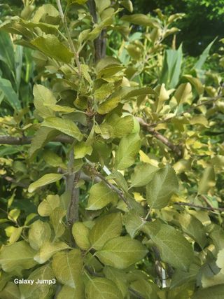 텃밭농님의 사과 · 병해충상담 작성글 사진