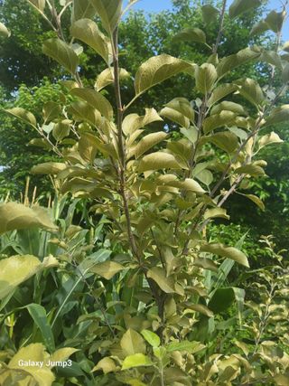 텃밭농님의 사과 · 병해충상담 작성글 사진